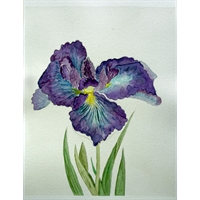 Acquerello giapponese Orchid Flower -  Ran No Hana